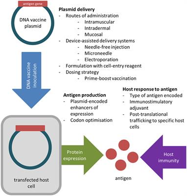 A Review of DNA Vaccines Against Influenza